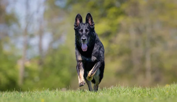 Tysk herdehund — Stockfoto