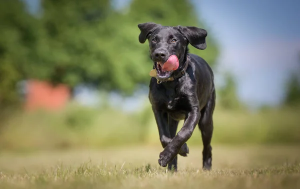 Labrador retriever dog — Stock Photo, Image