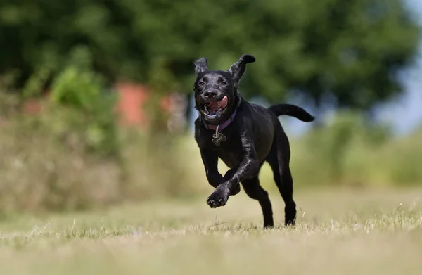 Labrador retriever köpek — Stok fotoğraf