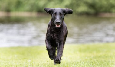 Düz kaplama av köpeği.