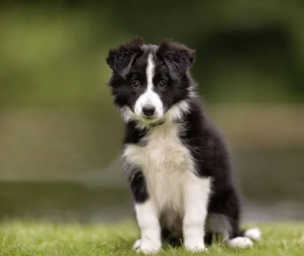 Border Collie สุนัขสุนัข — ภาพถ่ายสต็อก