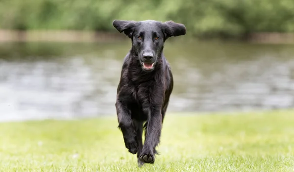 Düz kaplama av köpeği. — Stok fotoğraf