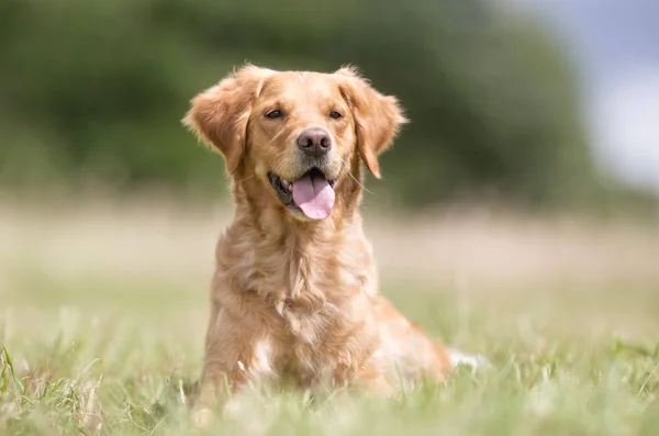 Golden retriever hund — Stockfoto