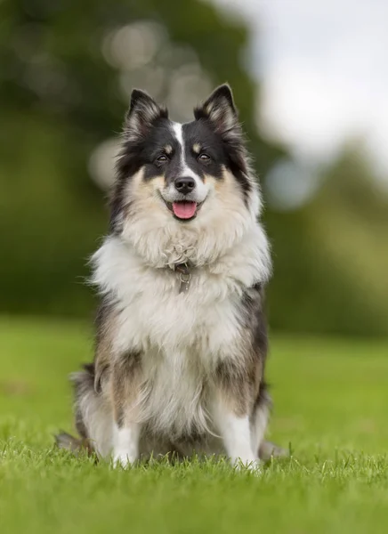 En glad hund - Stock-foto