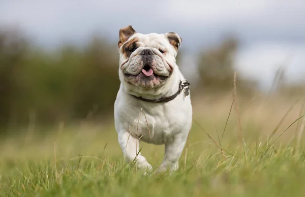 Seekor anjing bahagia — Stok Foto