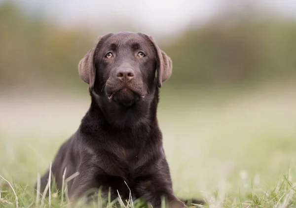 Pies brązowy labrador retriever — Zdjęcie stockowe