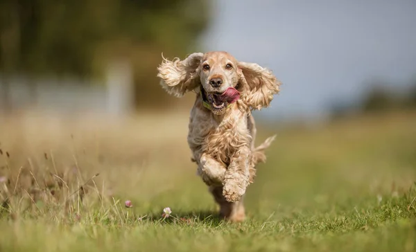 可卡犬狗 — 图库照片