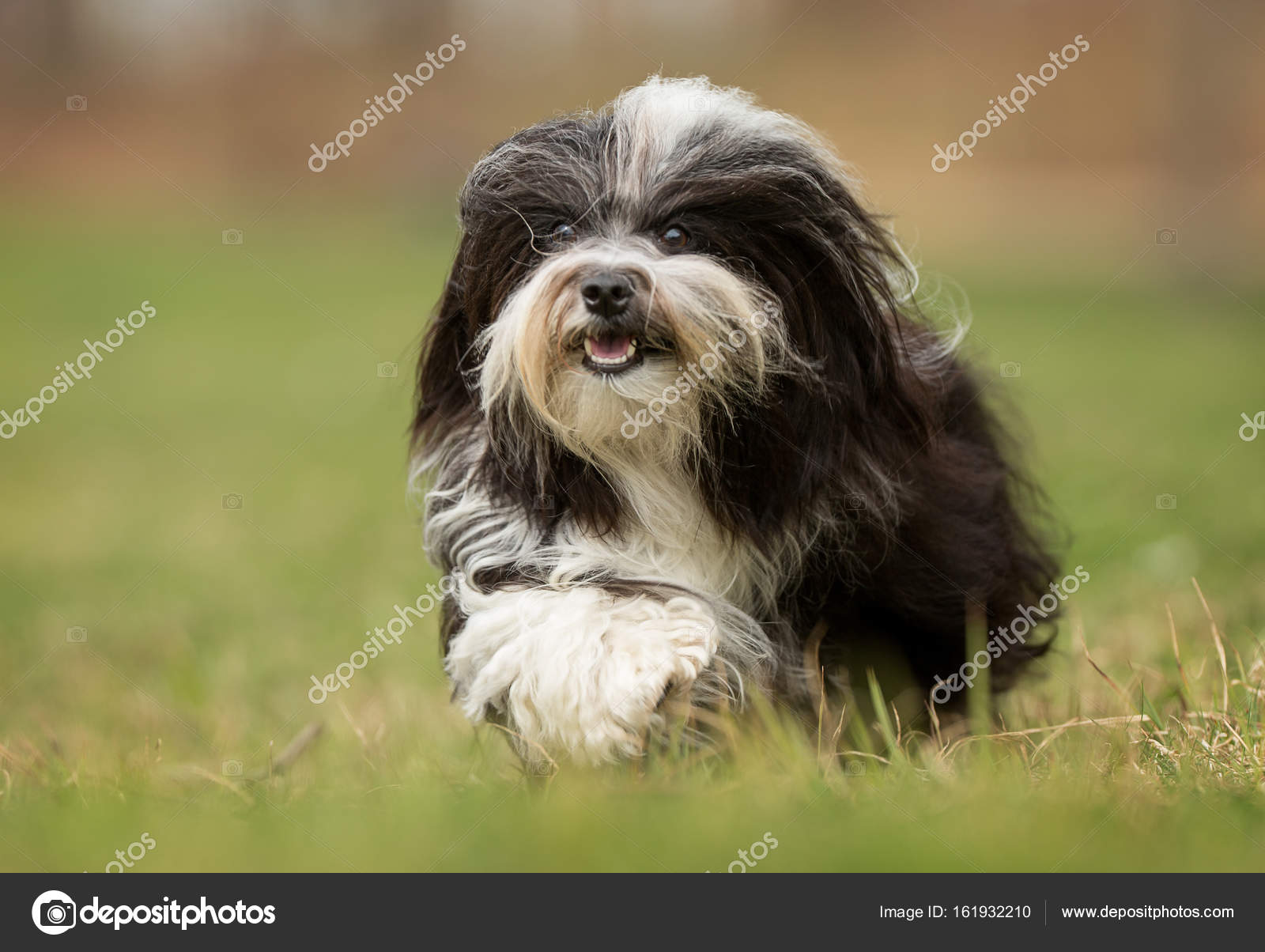 Shih tzu bichon havanais 2025