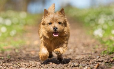 Terrier köpek bahar sırasında