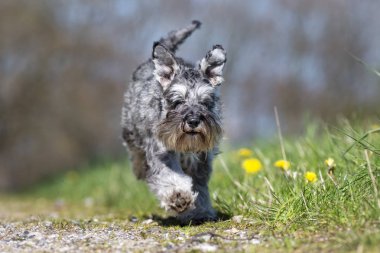 güzel bir köpek