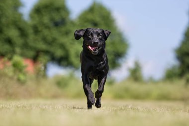 Labrador retriever köpek