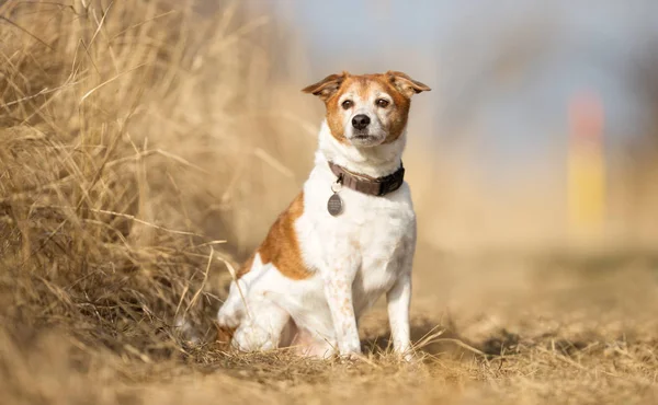 Ein hübscher Hund — Stockfoto