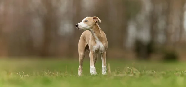Родезийская горная собака — стоковое фото