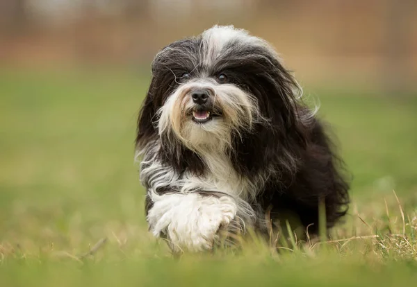 Cão Bichon Havanais — Fotografia de Stock