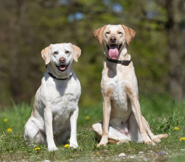 Iki labrador retriever köpek — Stok fotoğraf