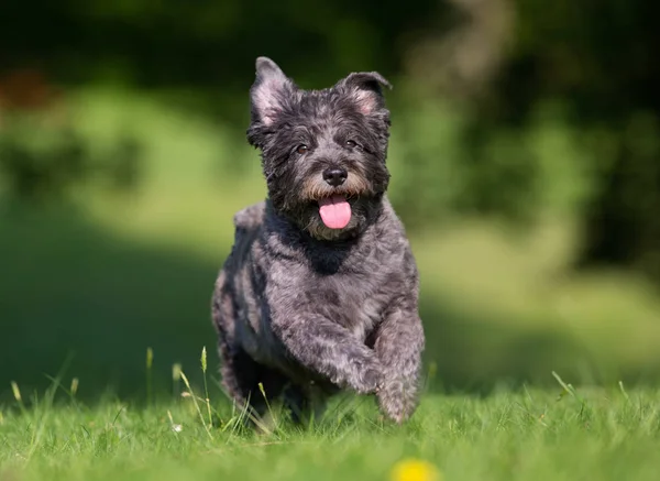 Cairn Terriër hond — Stockfoto