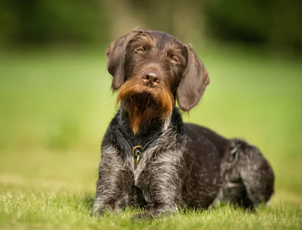 Hond buiten in de natuur — Stockfoto