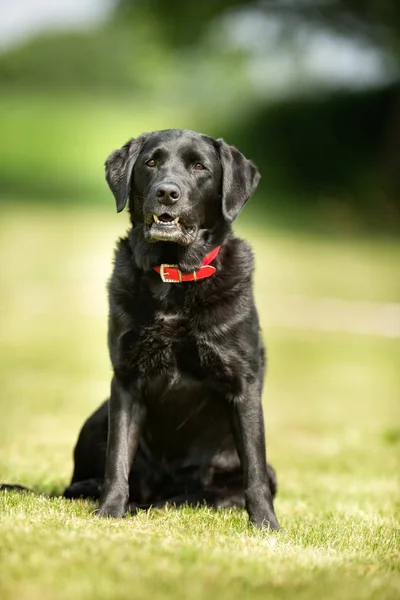 Dog outdoors in nature — Stock Photo, Image