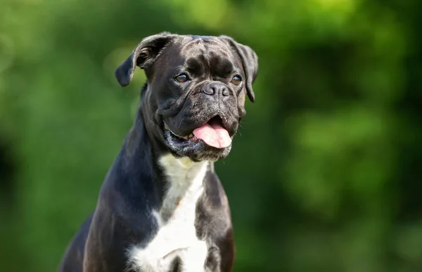 Hund på solig dag — Stockfoto