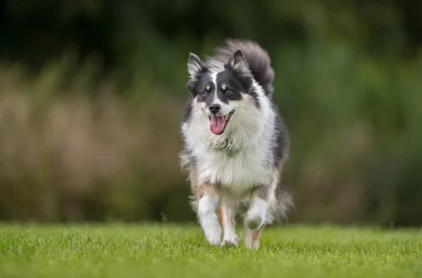 Güzel bir köpek — Stok fotoğraf