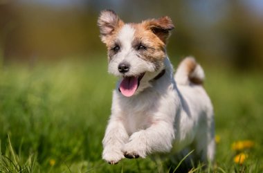 Jack Russell Terrier Köpeği