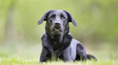 Labrador retriever köpek