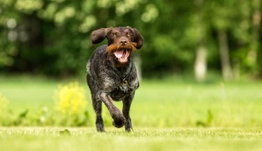 Köpek açık havada doğa içinde