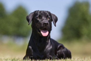 Labrador retriever köpek