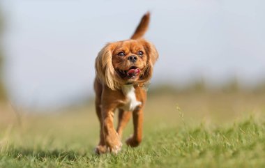 Şövalye Kral Charles Spaniel köpeği