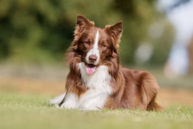 Köpek güneşli günü açık havada