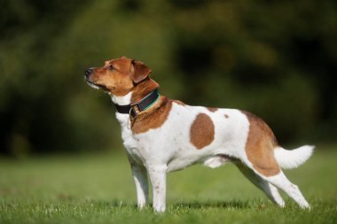 Köpek güneşli doğada