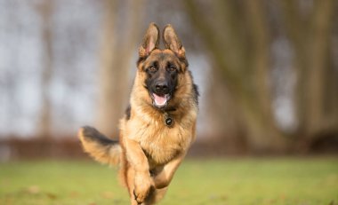 Alman çoban köpeği.