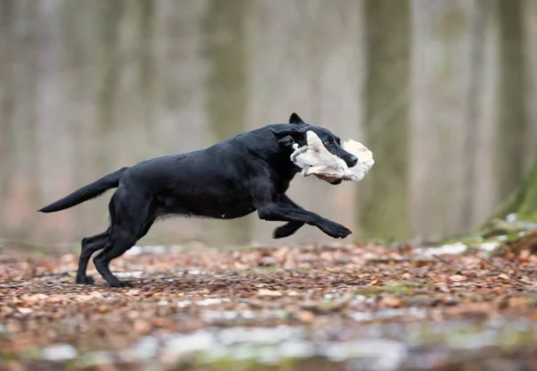 아름 다운 개 — 스톡 사진