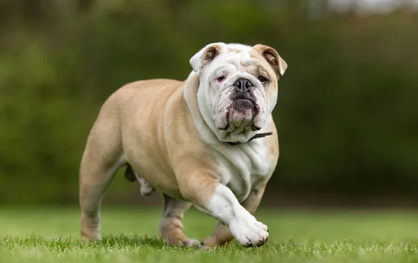 Ein schöner Hund — Stockfoto