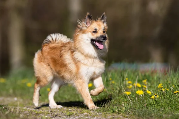 Chien heureux le jour ensoleillé — Photo