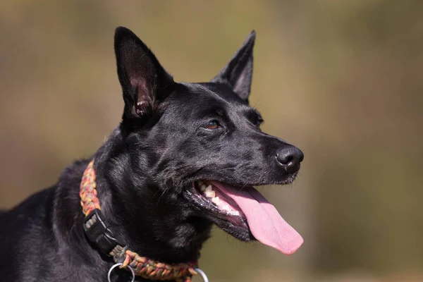 Ein schöner Hund — Stockfoto