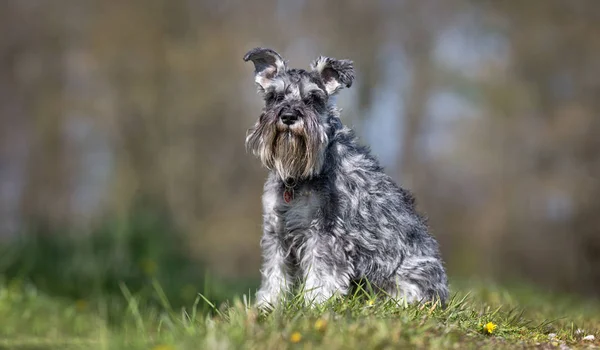 Um cão lindo — Fotografia de Stock