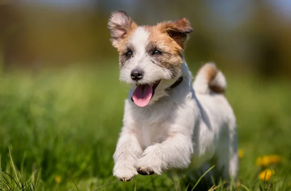 杰克 · 鲁塞尔犬 — 图库照片