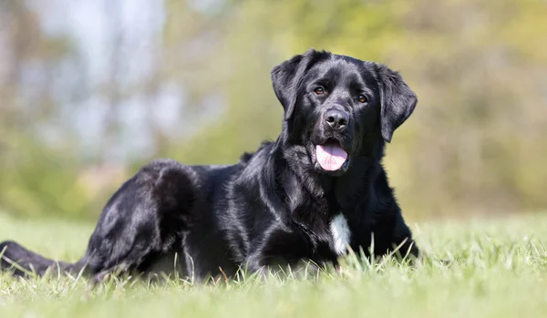 Μαύρος σκύλος λαμπραντόρ ριτρίβερ — Φωτογραφία Αρχείου