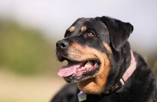 Güzel bir köpek — Stok fotoğraf