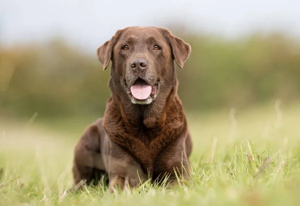 Brauner Labrador Retriever Hund — Stockfoto