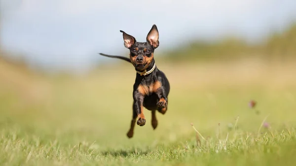 Anjing yang cantik. — Stok Foto