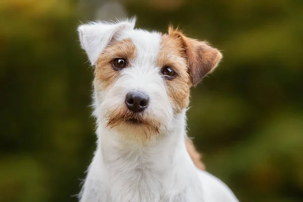 Jack Russel terrier câine — Fotografie, imagine de stoc