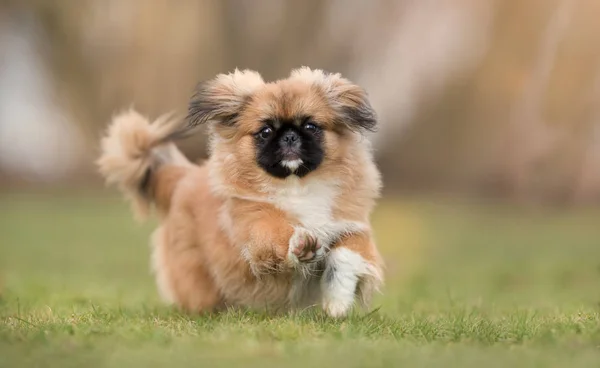 Un perro hermoso — Foto de Stock