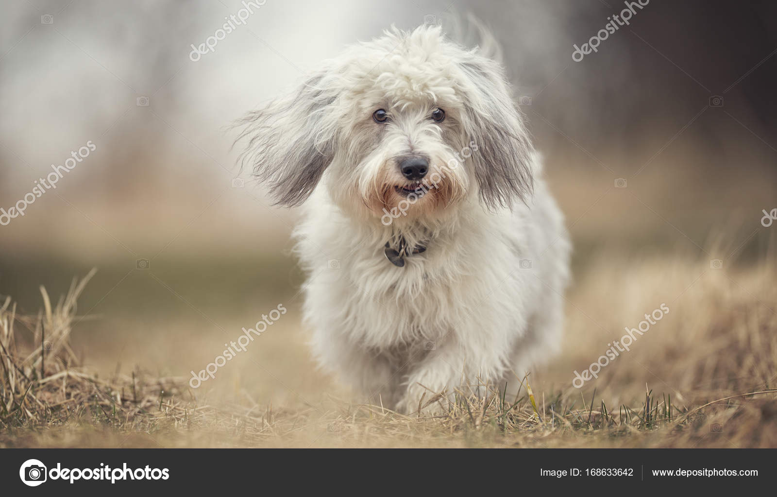 Coton De Tulear Chien Photographie Bigandt 168633642