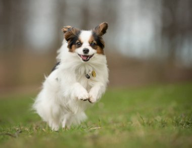 Şövalye Kral Charles Spaniel köpeği