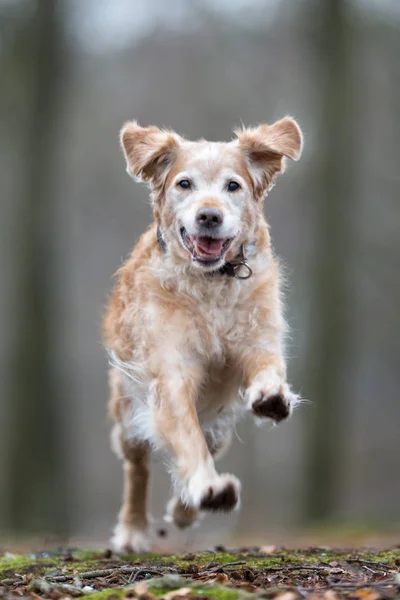 Câine de aur retriever — Fotografie, imagine de stoc