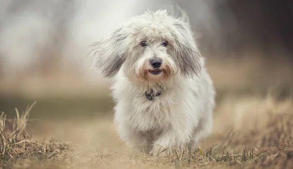 Cão Coton de Tulear — Fotografia de Stock