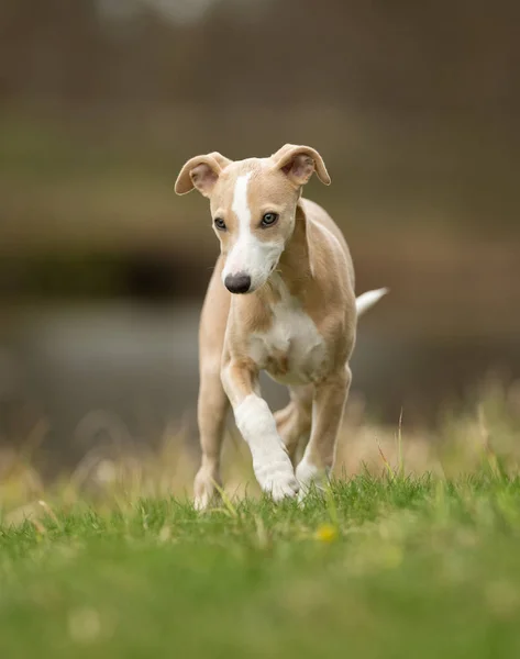 Anjing ridgeback rhodesian — Stok Foto