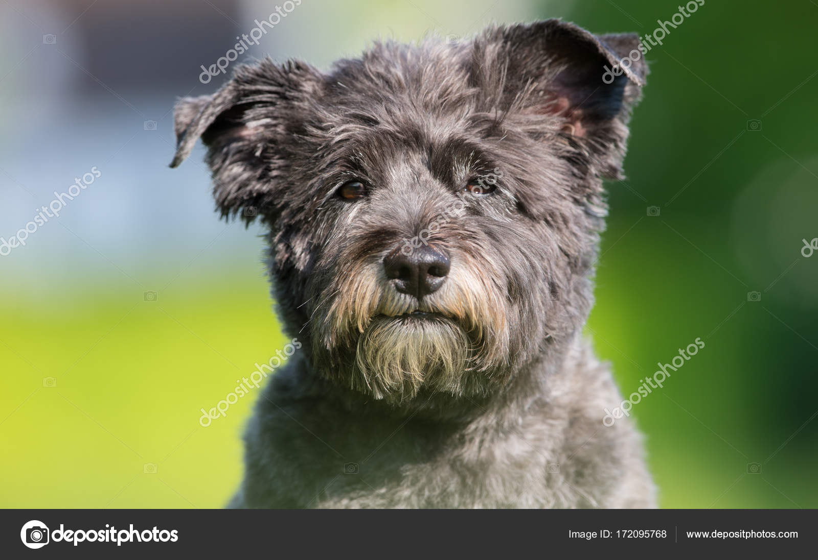 Chien Cairn Terrier Photographie Bigandt 172095768